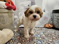 processed/c4e8f2e8-52d8-422d-a288-6cf4d1658983/listing/b7bf5bce-441c-42fb-a7a9-7c4252b624d4/b245377d-d0b7-4c5d-adbc-355afaedad84