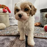 Foster, a male Cavapoo for sale in Lebanon, MO – Photo 3 of 10