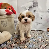 Foster, a male Cavapoo for sale in Lebanon, MO – Photo 8 of 10