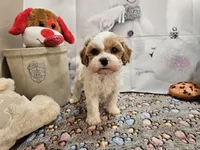 processed/c4e8f2e8-52d8-422d-a288-6cf4d1658983/listing/b7bf5bce-441c-42fb-a7a9-7c4252b624d4/bb190541-7ef3-46ce-9745-3dc8a56e8bc6