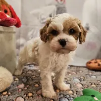 Foster, a male Cavapoo for sale in Lebanon, MO – Photo 5 of 10