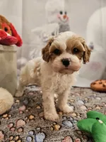 processed/c4e8f2e8-52d8-422d-a288-6cf4d1658983/listing/b7bf5bce-441c-42fb-a7a9-7c4252b624d4/c6d50757-26f2-4eac-9384-7326b6045245