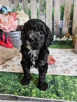 Elmer, a male Cavapoo for sale in Lebanon, MO – 7 of 10