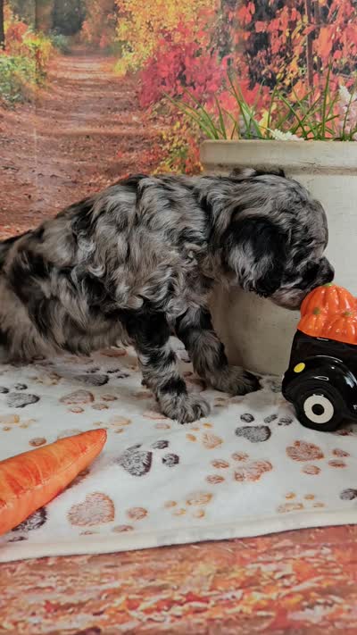 Seth, a male Aussiedoodle for sale in Lebanon, MO – 10 of 10