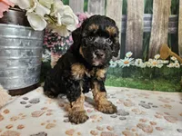 Elsa, a female Cavapoo for sale in Lebanon, MO – 3 of 9