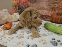 Samuel, a male Aussiedoodle for sale in Lebanon, MO – 8 of 10
