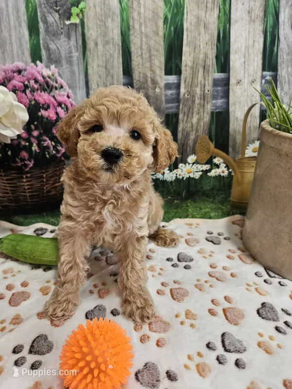 AKC - Hank – Poodle - Miniature  puppy for sale in Lebanon, MO