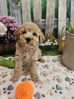 AKC - Hank, a male Poodle - Miniature  for sale in Lebanon, MO – 2 of 10