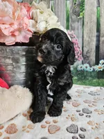 Elmer, a male Cavapoo for sale in Lebanon, MO – 8 of 10