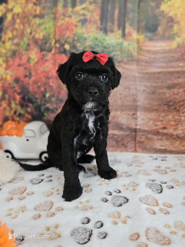 Sadie – Aussiedoodle puppy for sale in Lebanon, MO