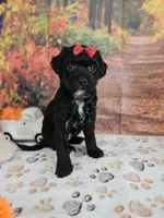 Sadie, a female Aussiedoodle for sale in Lebanon, MO – 1 of 9