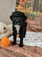 Sal, a male Aussiedoodle for sale in Lebanon, MO – 1 of 10