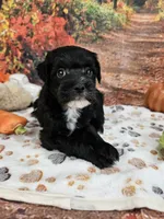 Sal, a male Aussiedoodle for sale in Lebanon, MO – 7 of 10