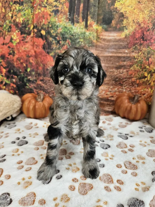 Seth – Aussiedoodle puppy for sale in Lebanon, MO