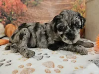 Seth, a male Aussiedoodle for sale in Lebanon, MO – 6 of 10
