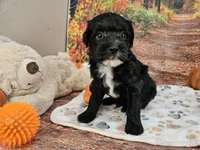 Sal, a male Aussiedoodle for sale in Lebanon, MO – 2 of 10