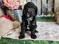 Elmer, a male Cavapoo for sale in Lebanon, MO – 2 of 10