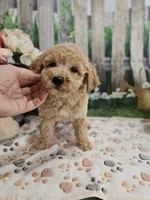 AKC - Hank, a male Poodle - Miniature  for sale in Lebanon, MO – 8 of 10