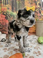 Shiloh, a female Aussiedoodle for sale in Lebanon, MO – 4 of 9