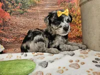 Shiloh, a female Aussiedoodle for sale in Lebanon, MO – 8 of 9