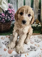Esther, a female Cavapoo for sale in Lebanon, MO – 9 of 10