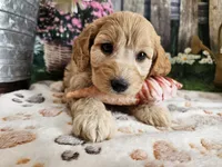 Esther, a female Cavapoo for sale in Lebanon, MO – 10 of 10
