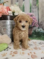 AKC- Holly, a female Poodle - Miniature  for sale in Lebanon, MO – 7 of 10