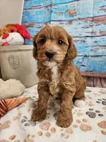 Isabell, a female Cavapoo for sale in Lebanon, MO – 1 of 10