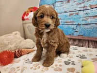 Isabell, a female Cavapoo for sale in Lebanon, MO – 3 of 10