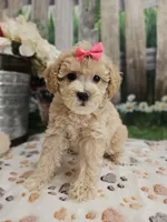AKC - Hannah, a female Poodle - Miniature  for sale in Lebanon, MO – 3 of 10