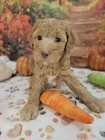 Samuel, a male Aussiedoodle for sale in Lebanon, MO – 9 of 10
