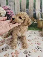 AKC - Hank, a male Poodle - Miniature  for sale in Lebanon, MO – 10 of 10