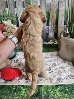Esther, a female Cavapoo for sale in Lebanon, MO – 8 of 10