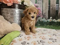 AKC- Holly, a female Poodle - Miniature  for sale in Lebanon, MO – 9 of 10