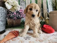 Esther, a female Cavapoo for sale in Lebanon, MO – 5 of 10