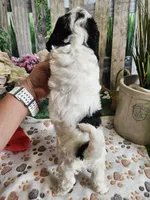 Ellie, a female Cavapoo for sale in Lebanon, MO – 3 of 10