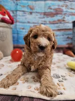 Willow, a female Aussiedoodle for sale in Lebanon, MO – Photo 8 of 8
