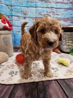 Willow, a female Aussiedoodle for sale in Lebanon, MO – Photo 1 of 8