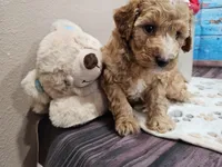 Willow, a female Aussiedoodle for sale in Lebanon, MO – Photo 6 of 8