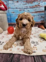 Willow, a female Aussiedoodle for sale in Lebanon, MO – Photo 7 of 8