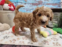 Willow, a female Aussiedoodle for sale in Lebanon, MO – Photo 3 of 8