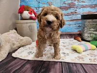 Willow, a female Aussiedoodle for sale in Lebanon, MO – Photo 2 of 8