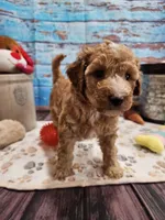 Willow, a female Aussiedoodle for sale in Lebanon, MO – Photo 5 of 8