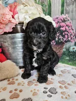 Elmer, a male Cavapoo for sale in Lebanon, MO – 1 of 10