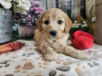Esther, a female Cavapoo for sale in Lebanon, MO – 3 of 10