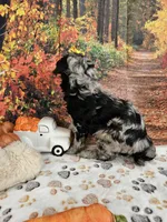 Shiloh, a female Aussiedoodle for sale in Lebanon, MO – 6 of 9