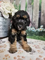 Elsa, a female Cavapoo for sale in Lebanon, MO – 4 of 9