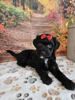 Sadie, a female Aussiedoodle for sale in Lebanon, MO – 3 of 9