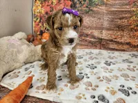 Sasha, a female Aussiedoodle for sale in Lebanon, MO – 5 of 10