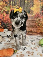 Shiloh, a female Aussiedoodle for sale in Lebanon, MO – 5 of 9
